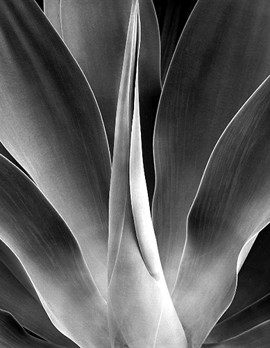 Agave 5 2.jpg