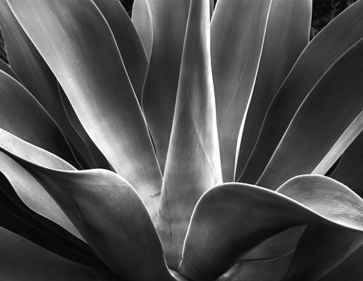 Agave 765 1e.jpg