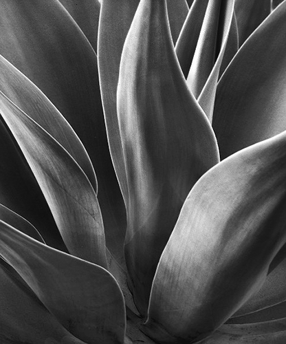 Agave 9 2e.jpg