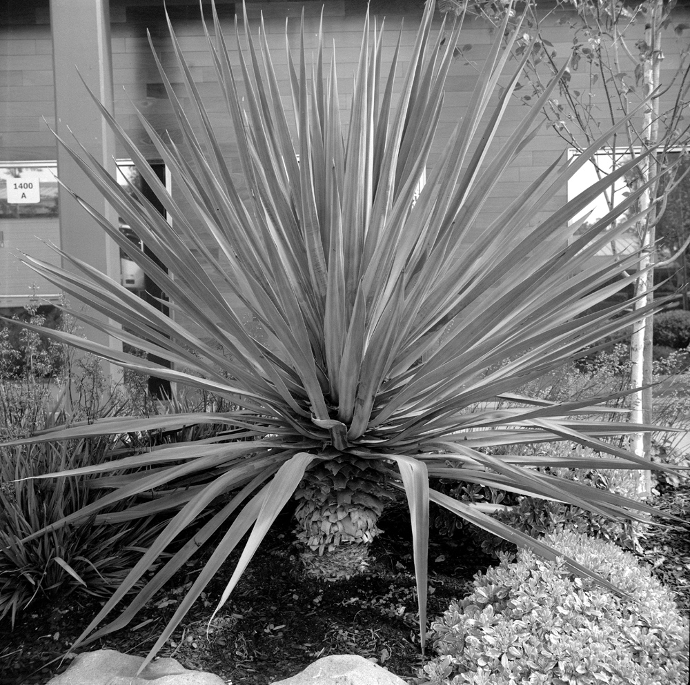 Agfa Isolette III HP5 Plus HC110 Dil H plant.jpg