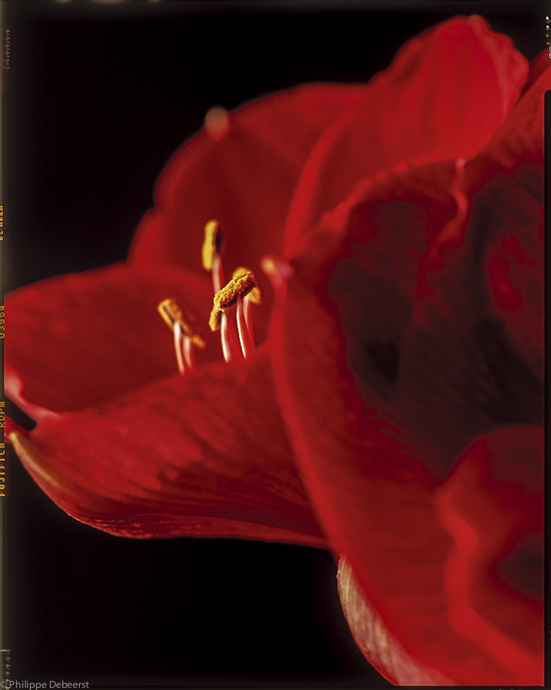 AMMARILES ROOD.JPG