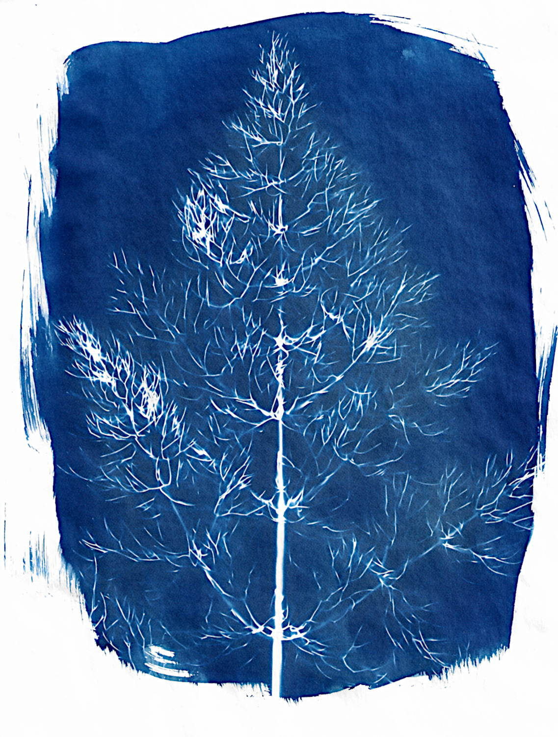 anise.jpg