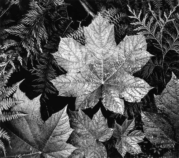 AnselAdams_InGlacierNationalParkMontana_0002_1000px_grande.png