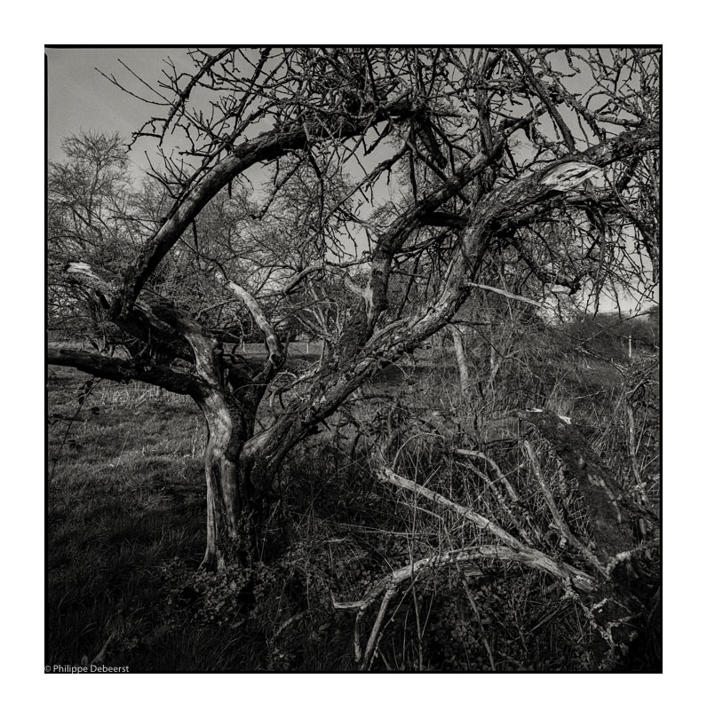APPLEYARD 01.JPG