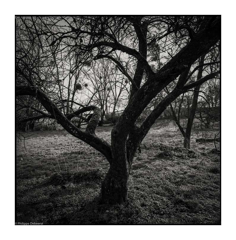APPLEYARD 03.JPG