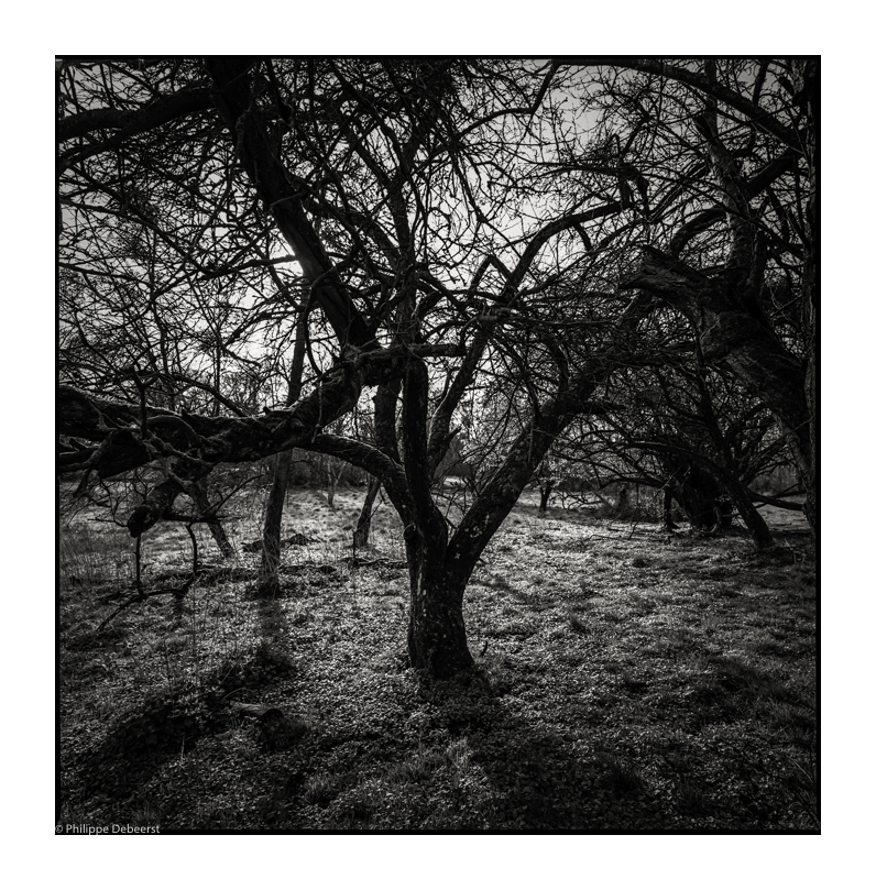 APPLEYARD 06.JPG