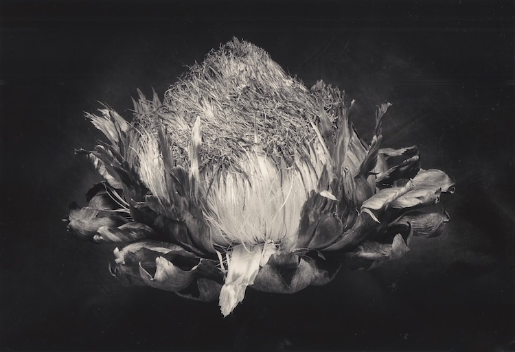 artichoke.jpg