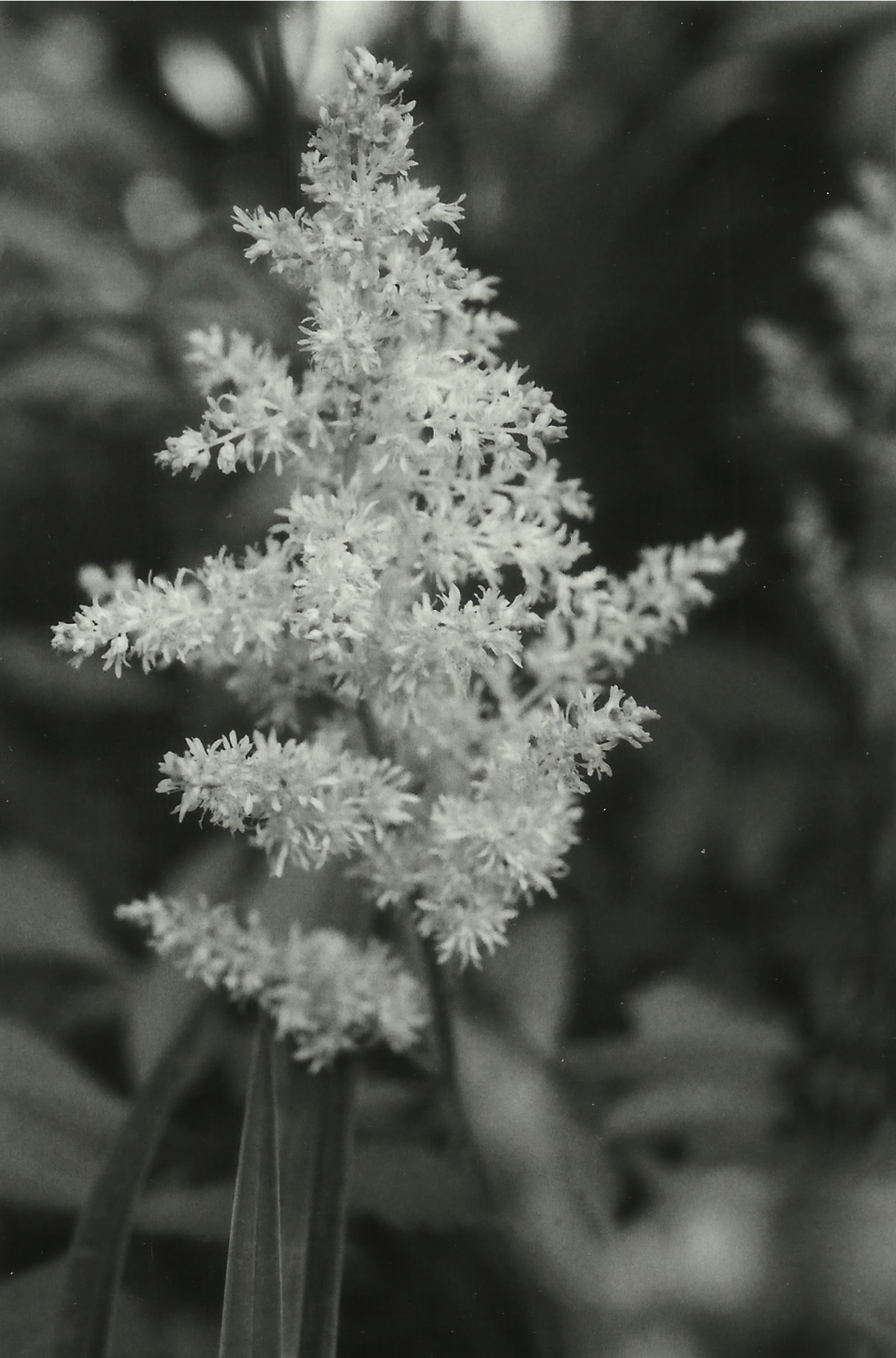 Astilbe.jpg