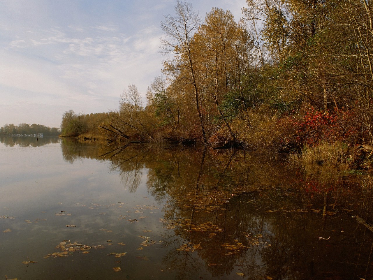 Autumnal-14b-2012-11-09-res 1280.jpg