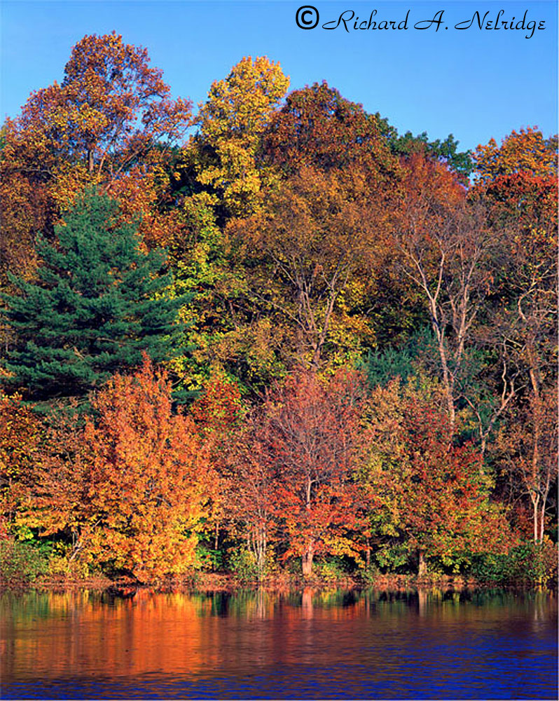 AUTUMNYOUNGSPOND2.jpg