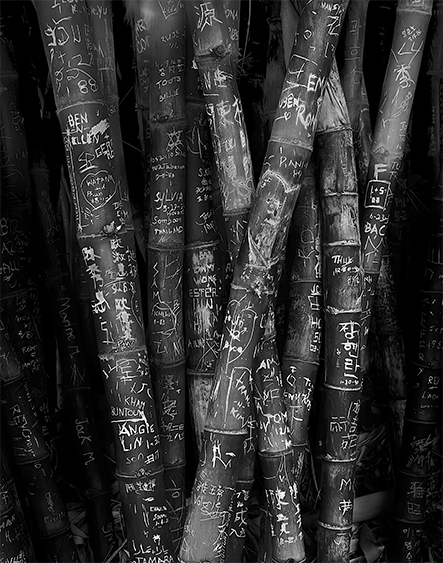 Bamboo -transformed.jpg