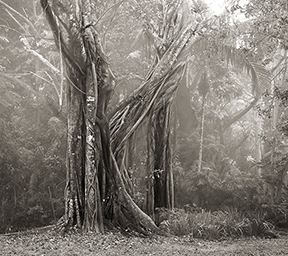banyan-tree.jpg