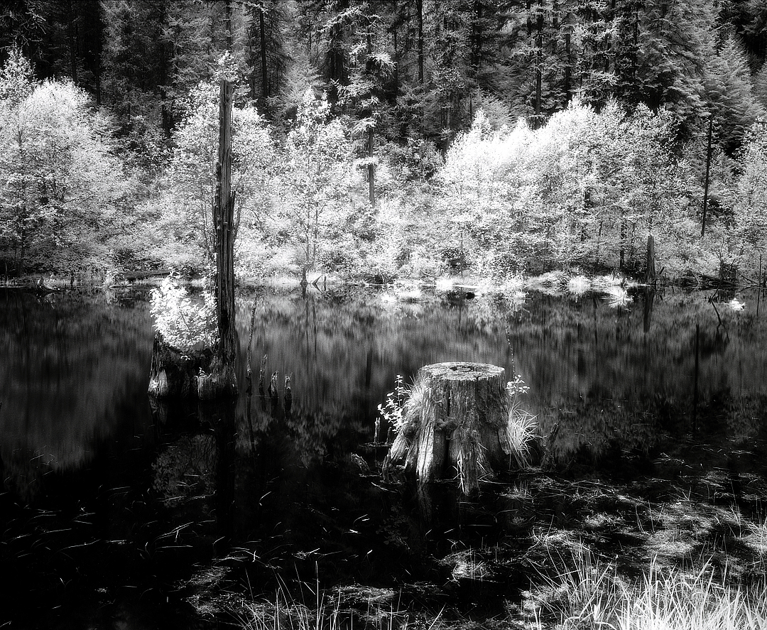 Beaver Pond 2.jpg