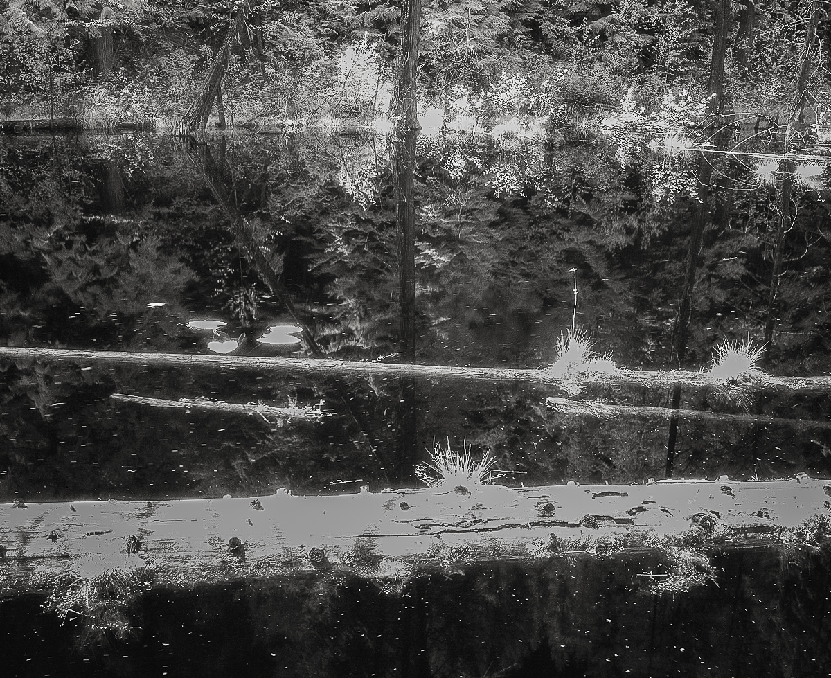 Beaver Pond.jpg