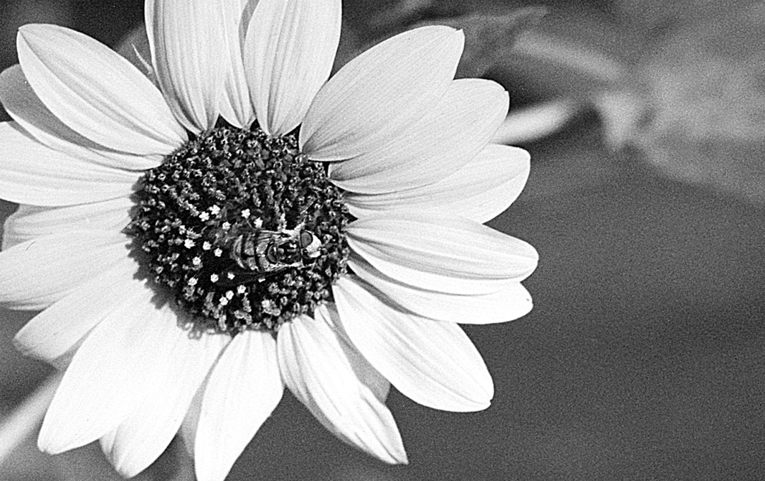 Bee & Bloom  .jpg