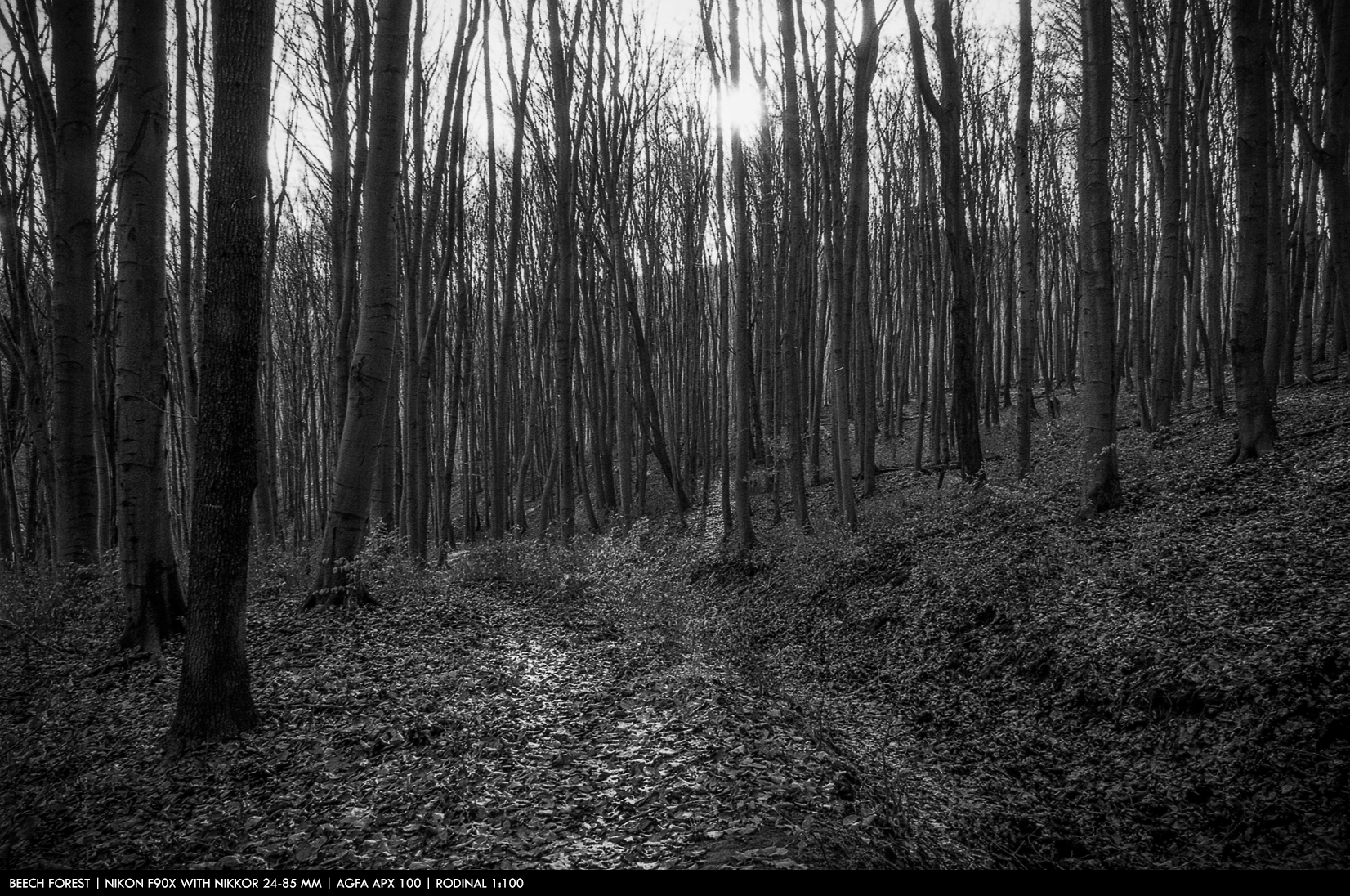 beech_forest.jpg