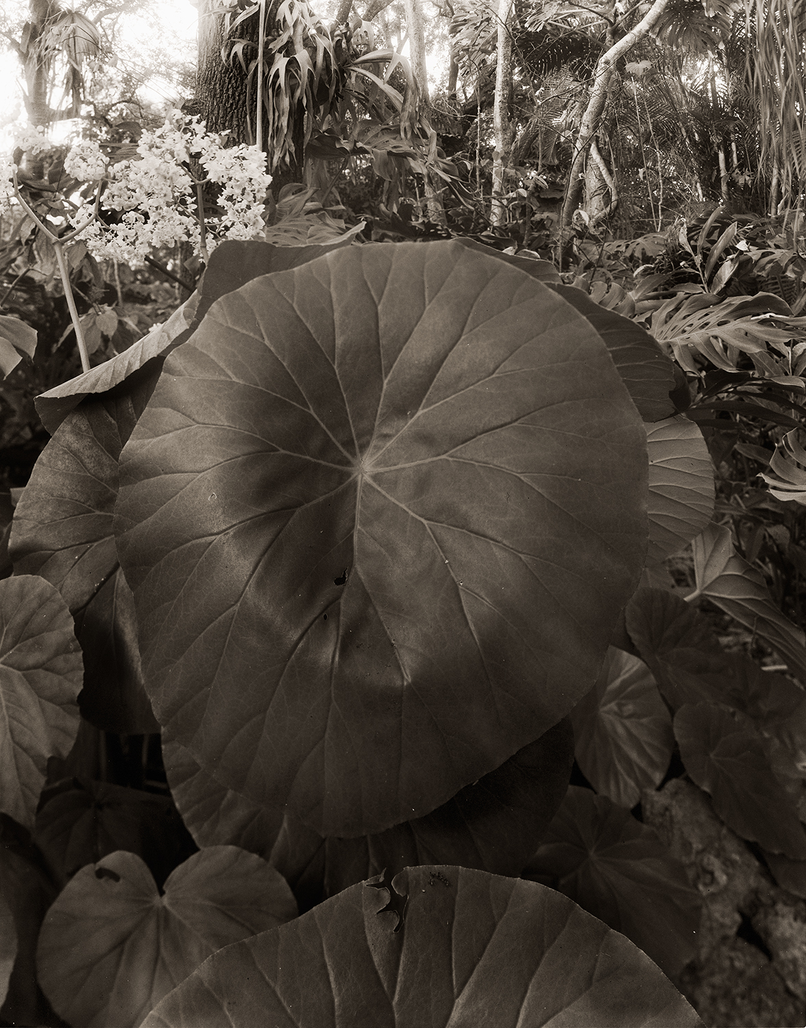 begonia.jpg