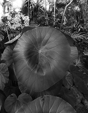 begonia-leaf.jpg
