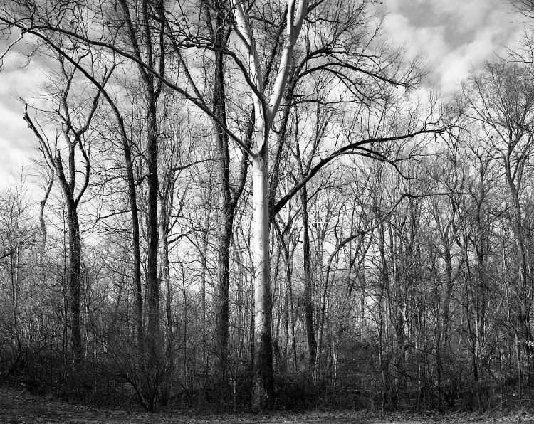 Ben Hawes - Woods001_2.jpg