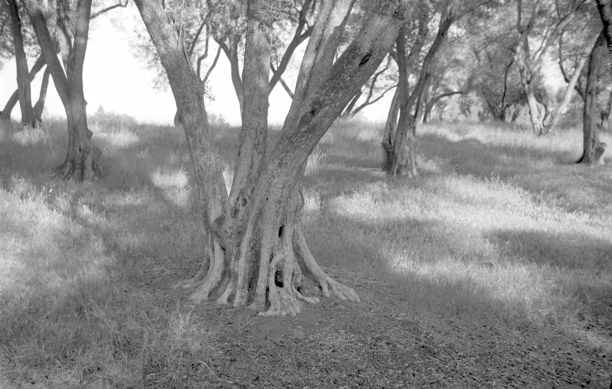 Bessa I Delta 100_004_s.jpg