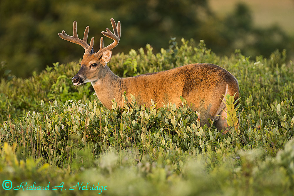 BIGMEADOWSSHENANDOAHNP10POINTBUCK1.jpg