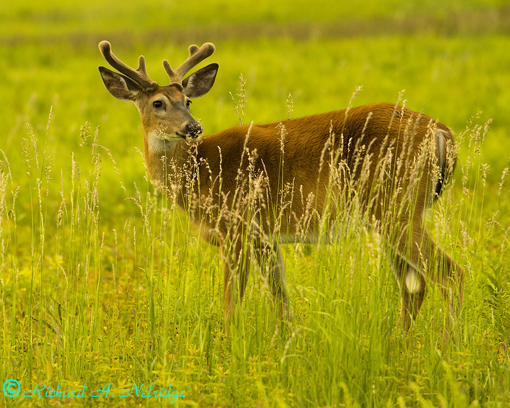 BIGMEADOWSSHENANDOAHNPBUCKVELVETLEICA280PLUS-3.jpg