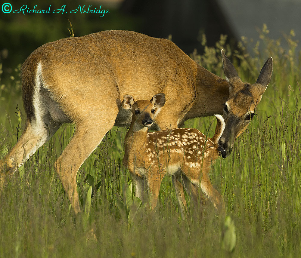 BIGMEADOWSSHENANDOAHNPDOEANDFAWN1.jpg