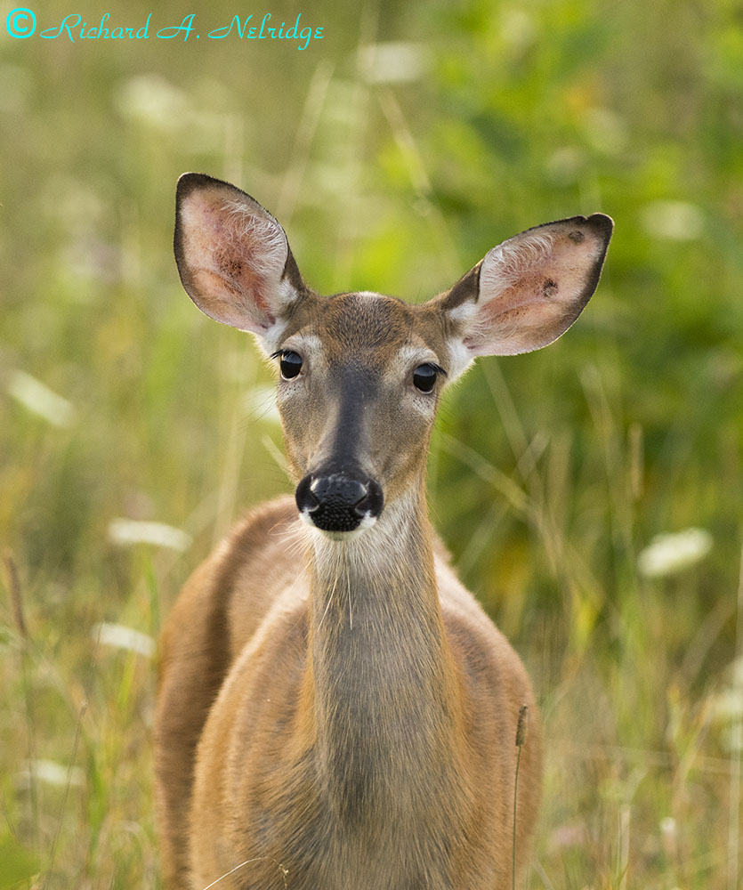 BIGMEADOWSSHENANDOAHNPDOECANON500-1.jpg