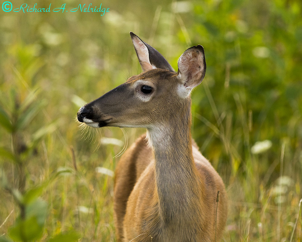 BIGMEADOWSSHENANDOAHNPDOECANON500-11.jpg