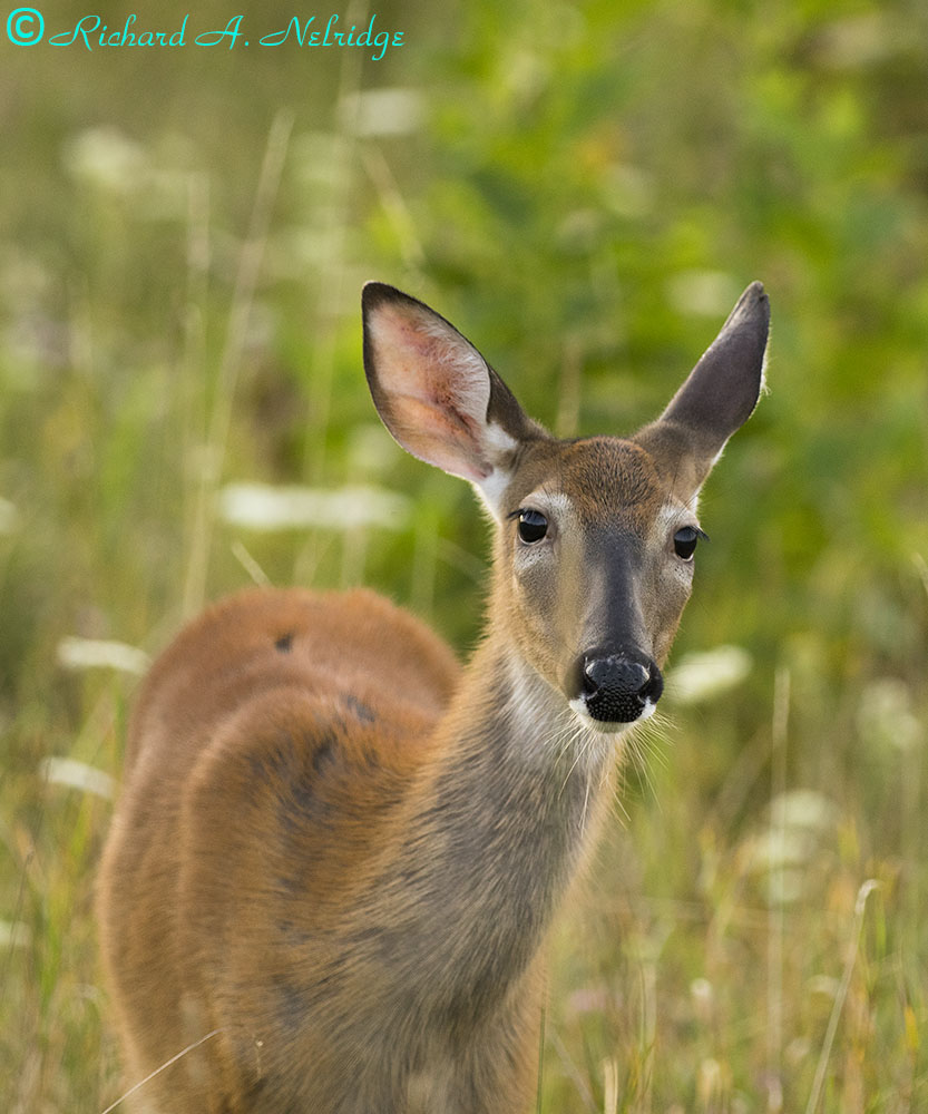 BIGMEADOWSSHENANDOAHNPDOECANON500-14.jpg