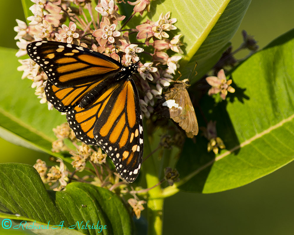 BIGMEADOWSSHENANDOAHNPMONARCHANDMOTH2.jpg