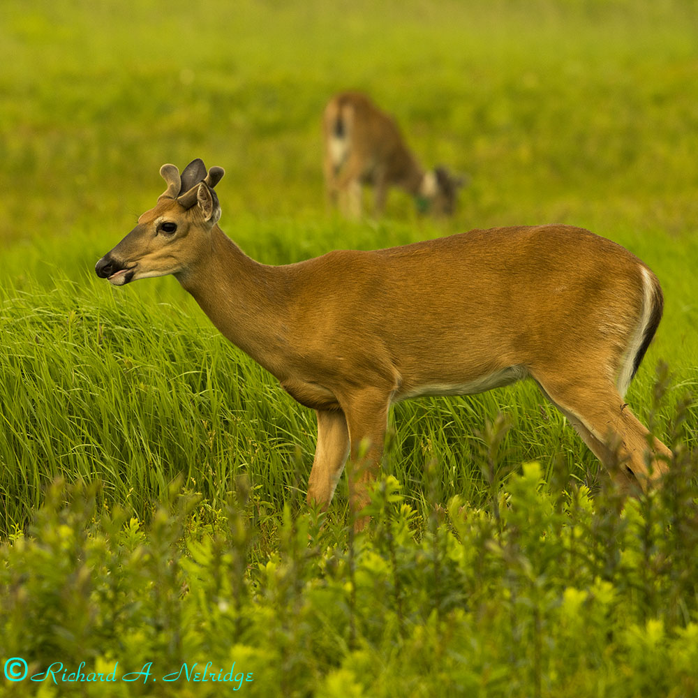 BIGMEADOWSSHENANDOAHNPYOUNGBUCKLEICA280PLUS-1.jpg