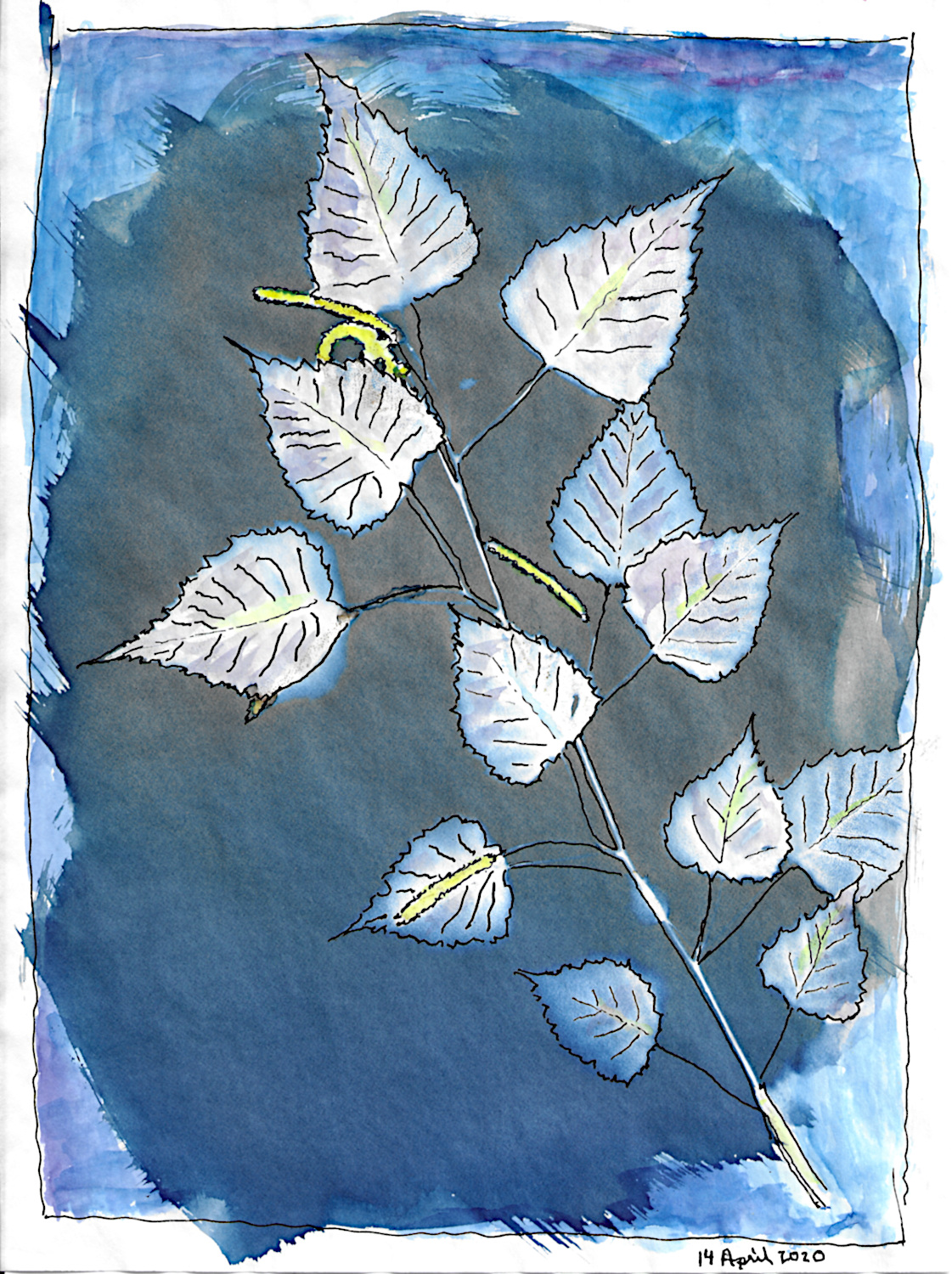 birch.jpg