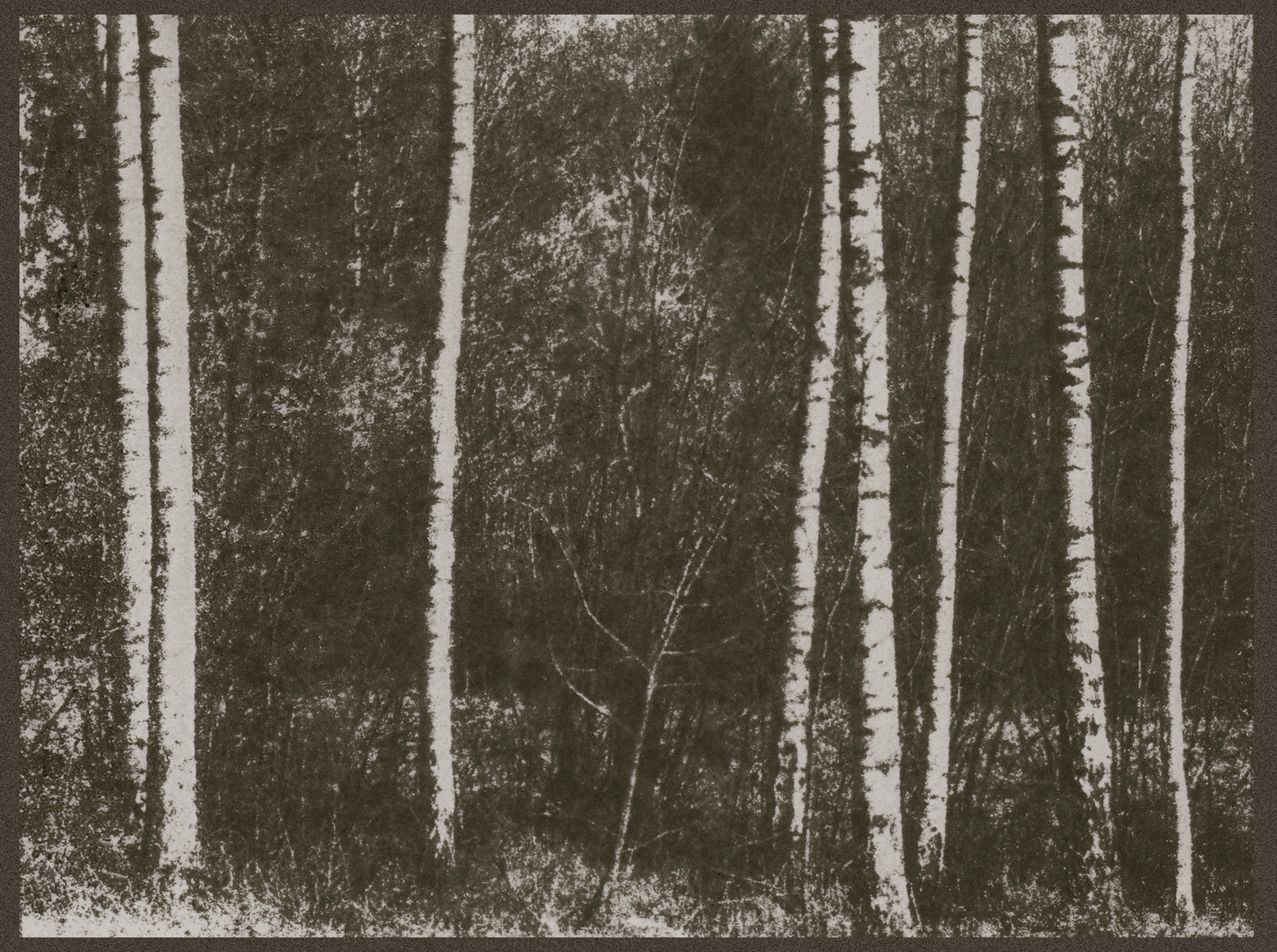 Birch_Gum_Web.jpg