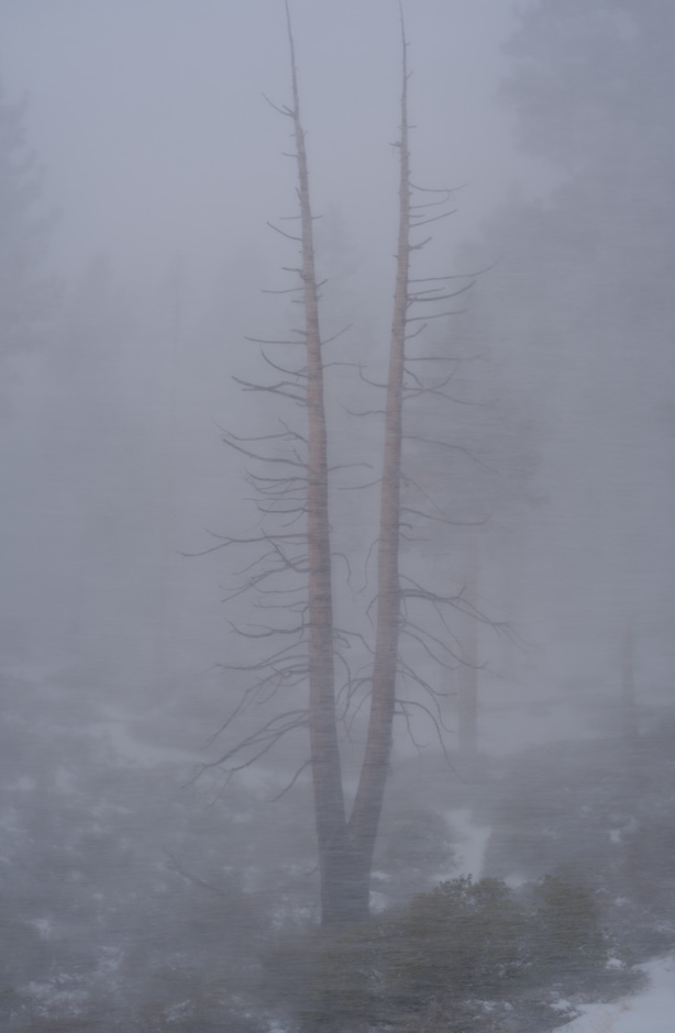 blizzard-tree.jpg