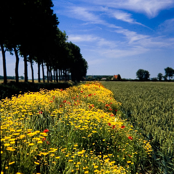Bloemen-Zeeland-3.jpg