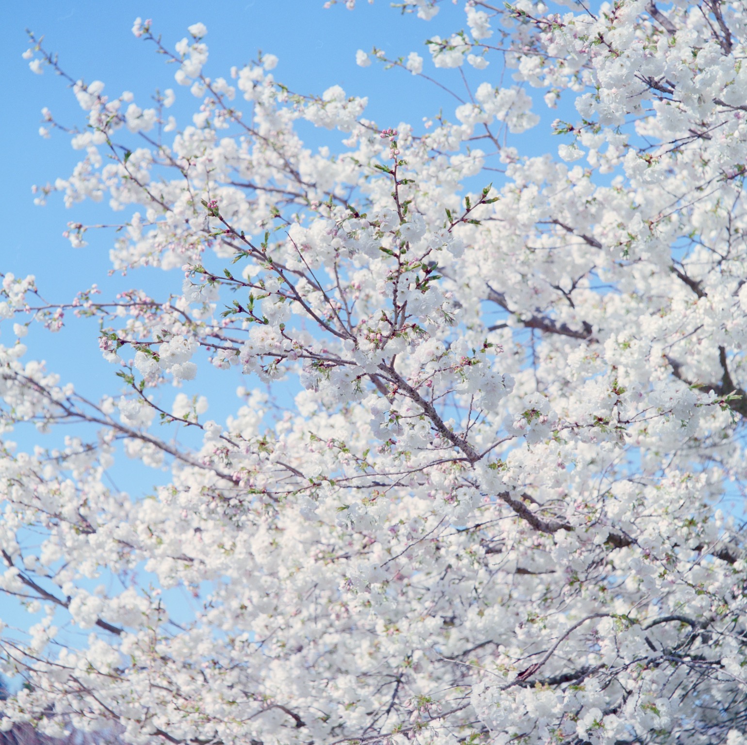 blossom-all.jpg