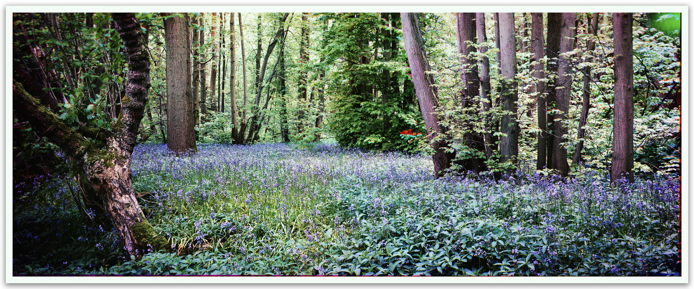 Bluebells-Small.jpg