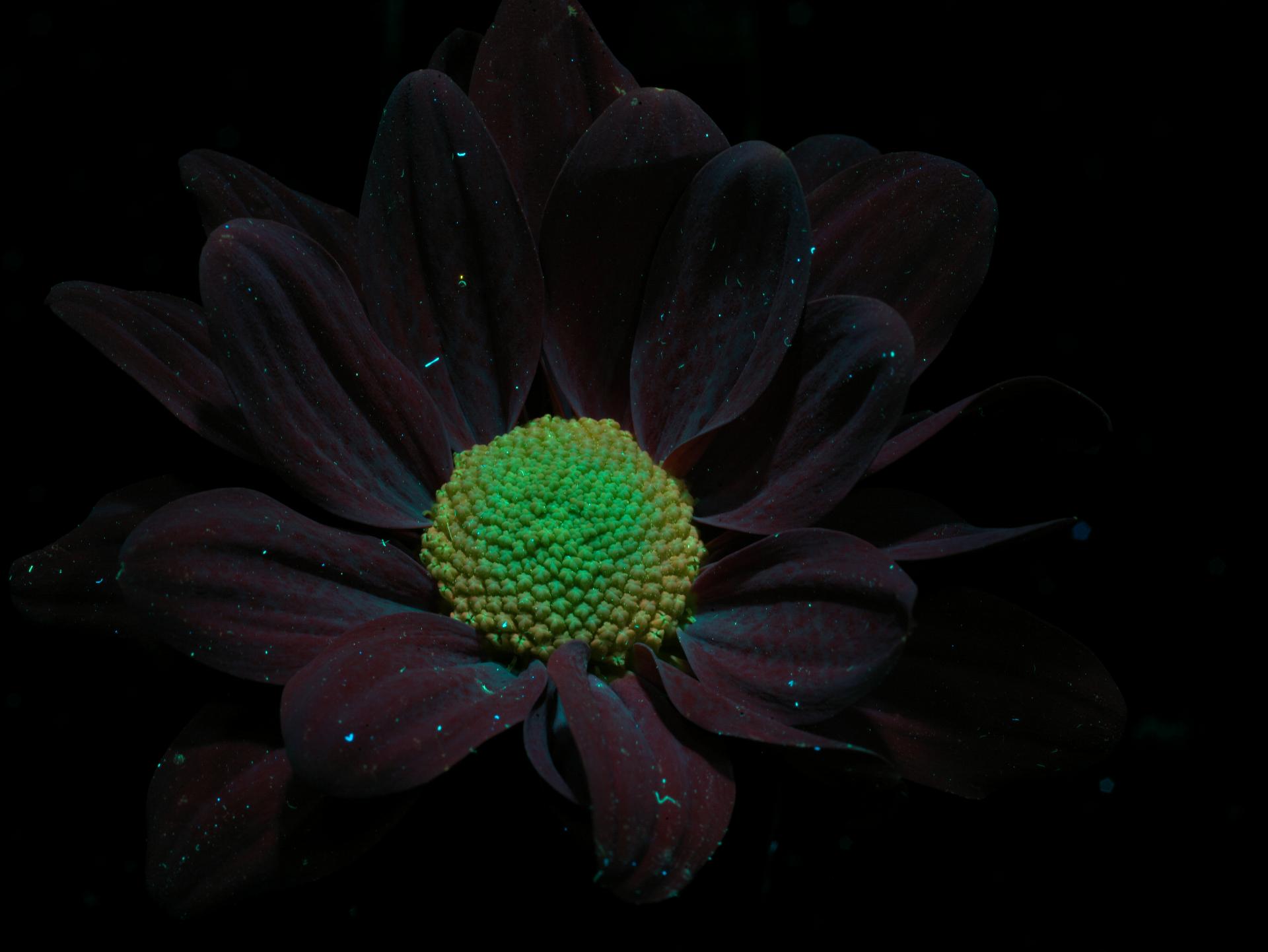 Blumenladen-2.jpg