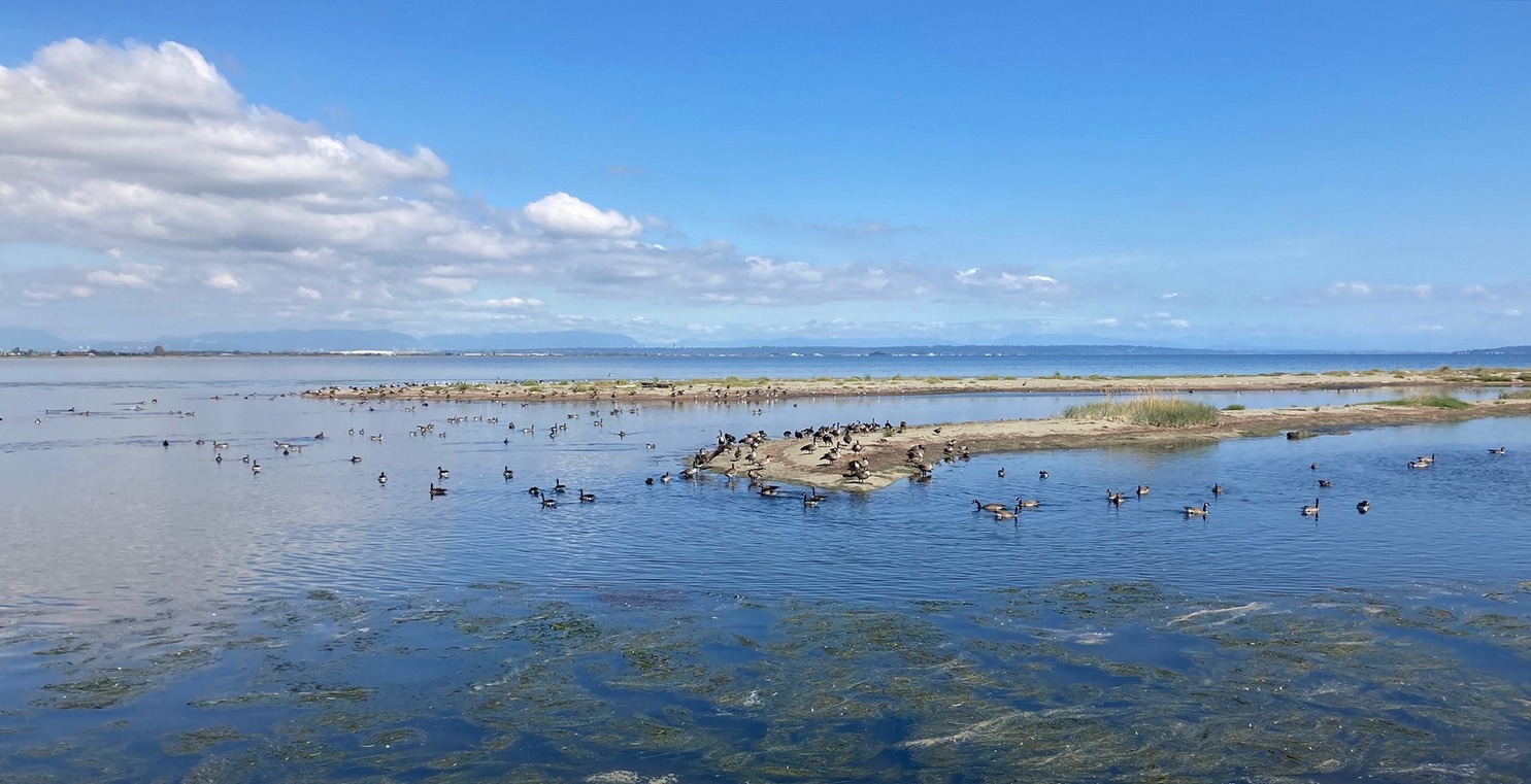 Boundary Bay_pano-Gaggle.jpg