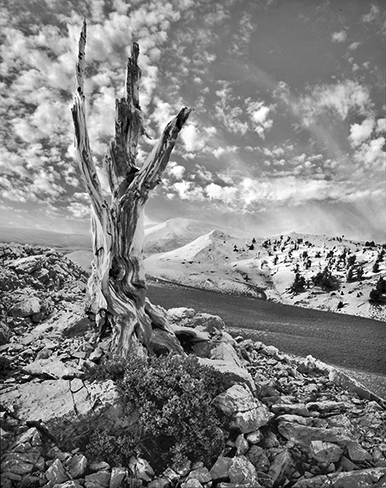 Bristle Cone Pines 8a.jpg