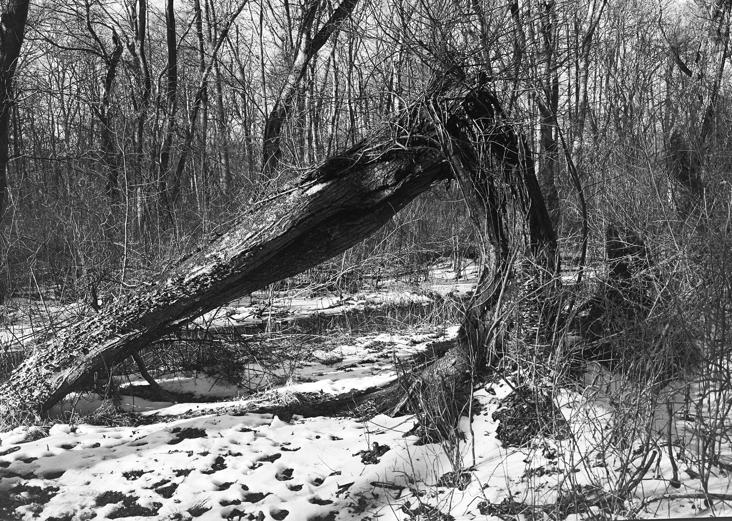 broken tree copy 2.jpg