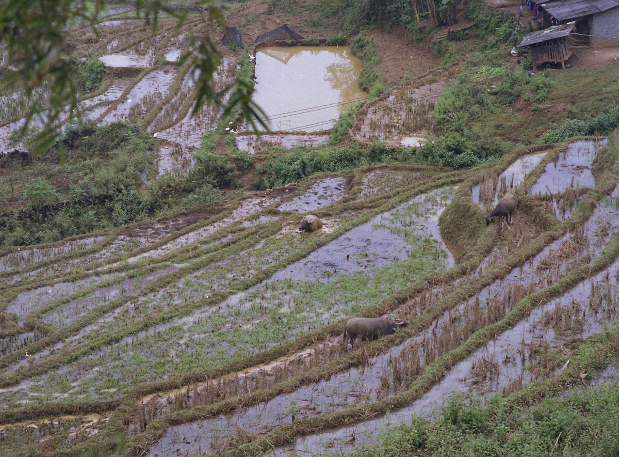 BronicaAsiaFuji051.jpg