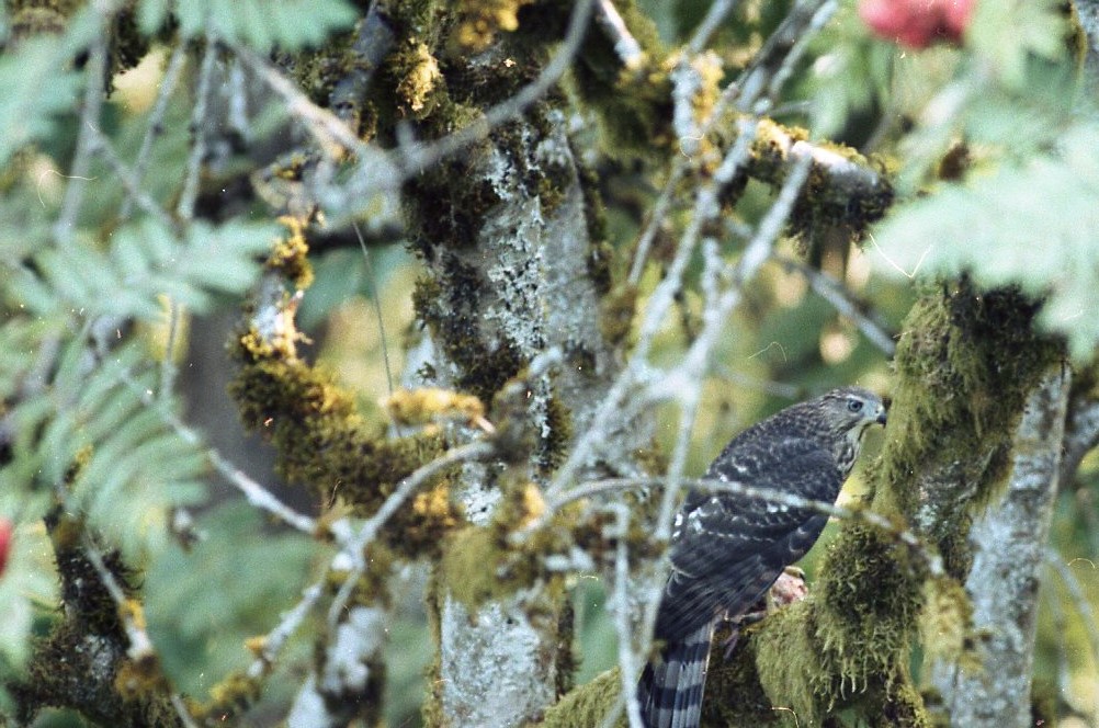BronicaHawk003.jpg