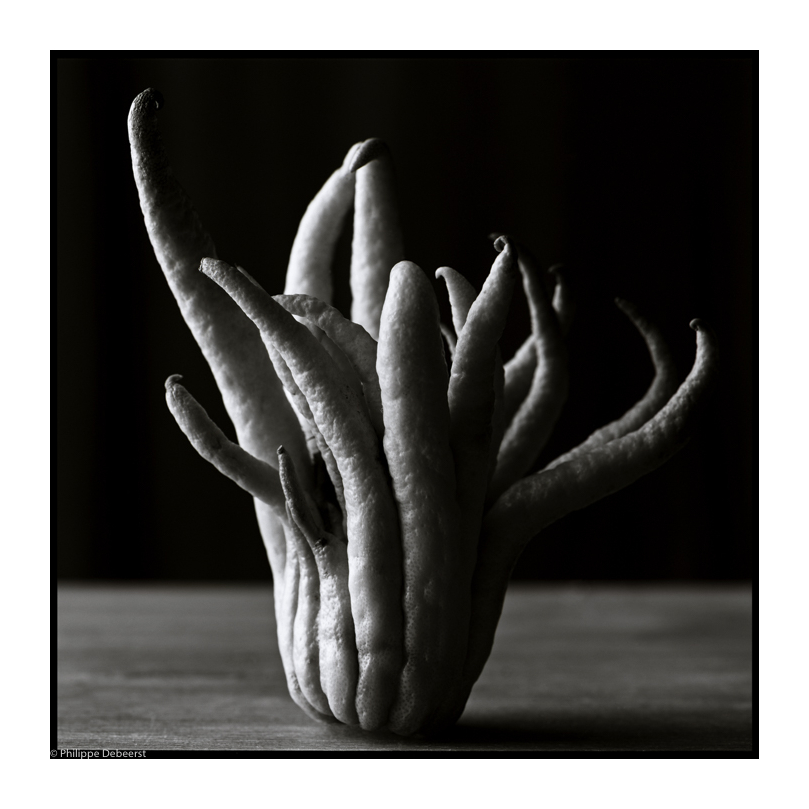 BUDHA'S HAND 1 VIERKANT.JPG