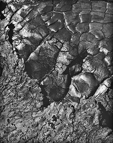 Burnt Bark a.jpg