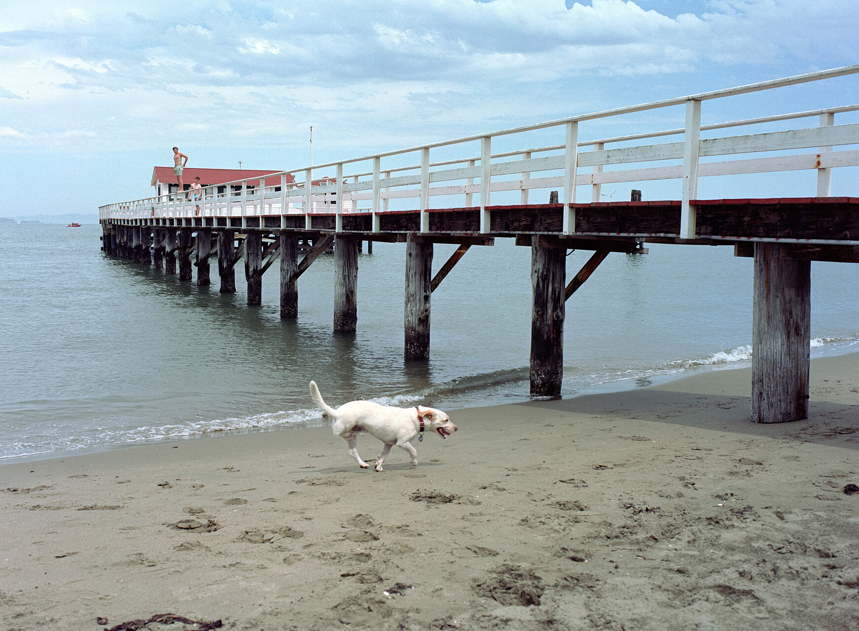 busy-dog.jpg