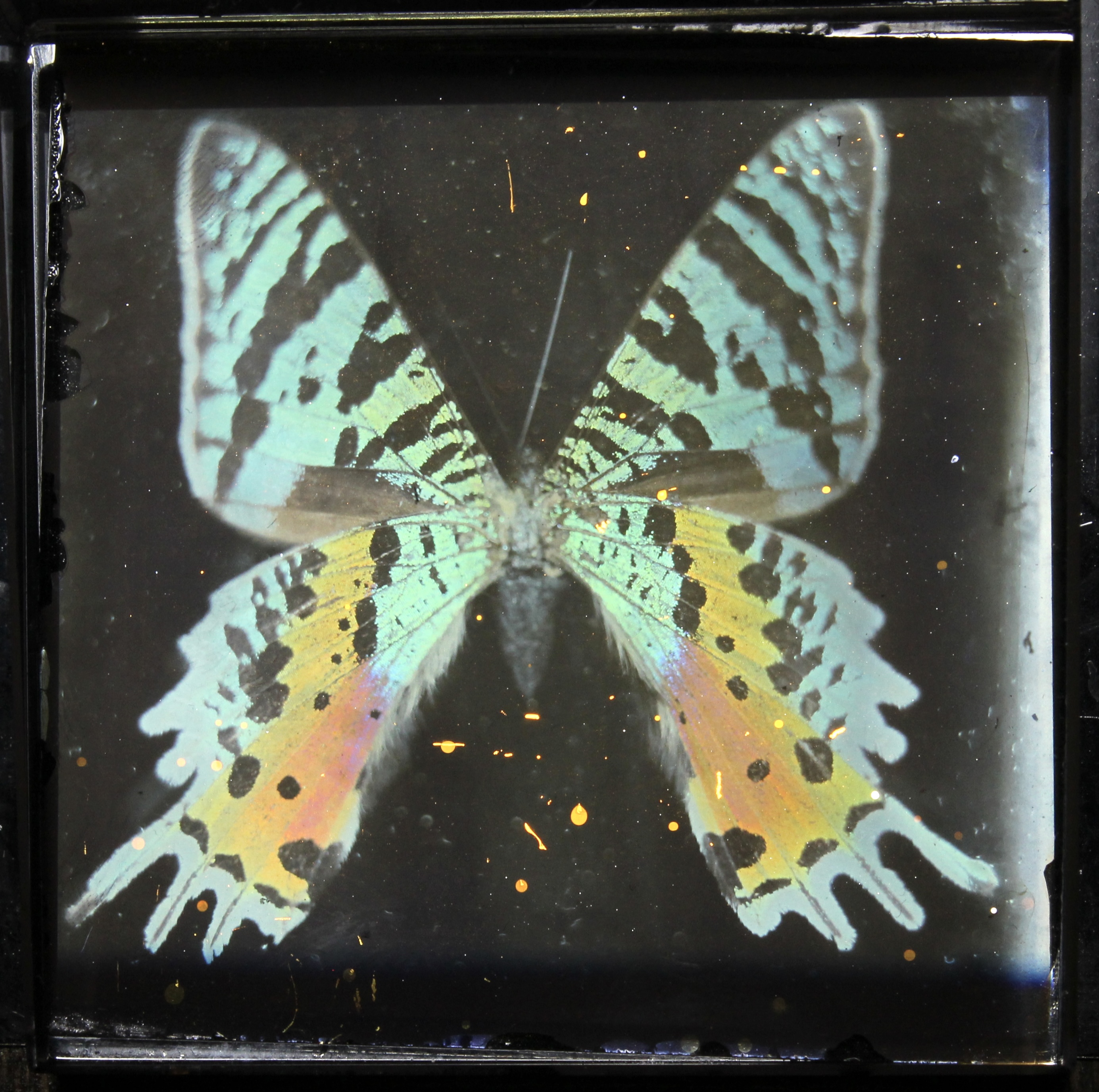 butterfly.JPG