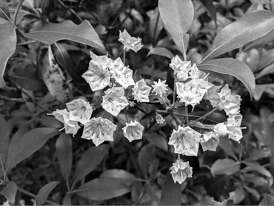 BW green darkened.jpg