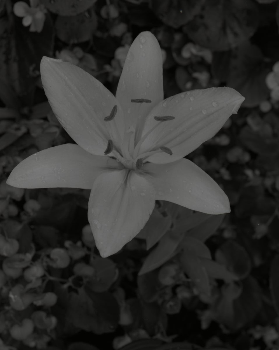 BW Lily scanned as color 48 bit.jpg